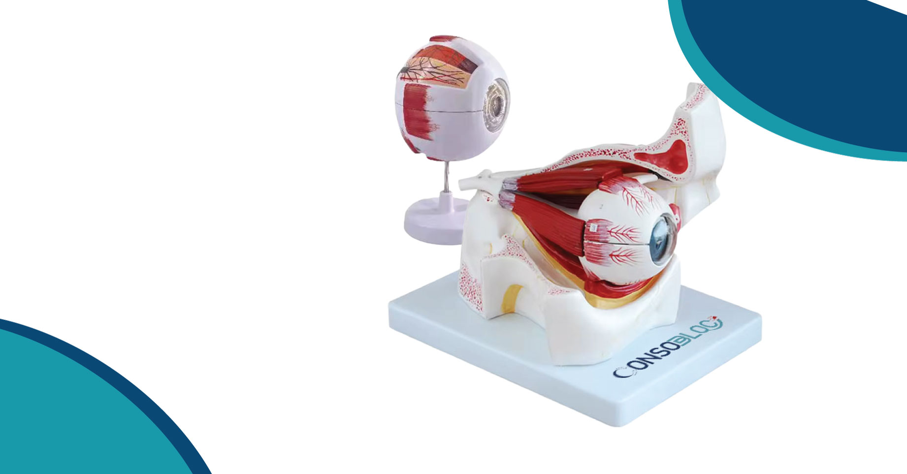 Globe oculaire